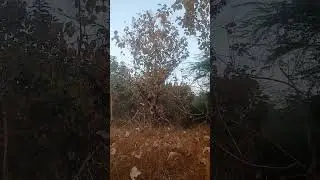 real roadside natural view, real natural view #short #naturesounds