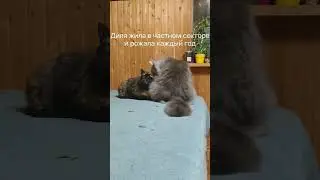 Кошки #подружки 💕 #домашниелюбимцы #furriends #catfriends #rescuecats