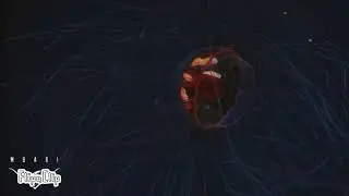 Crossota Jellyfish