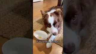 Border Collie Logic - sharing is caring #bordercollie #snacks #dogs #family #animals