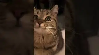 Our Pi-CAT-sso  🖼️