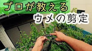 【プロが教える】ウメの剪定
