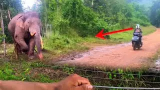 Đại Ca Voi Rừng Ra Giữa Đường – Hàng Rào Điện Bị Đứt