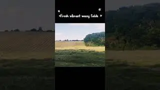 Found a gorgeous relaxing field in my long walk in the AONB of Berkshire UK