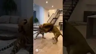 tiger vs lion  fight in house #artificialintelligence#animals#programming #robot#technology#wildlife