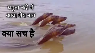Pakda Gaya Kaliya Naag? 😱 Yamuna Nadi Viral Video Ka Asli Sach! | Reality Checking 