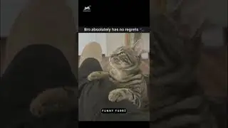 Cat steals a chicken nugget and shows no regret