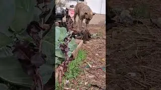Щенки на улице #fundife #stick #houston #puppy #pups #love #dogs #superpupz ##presacanario