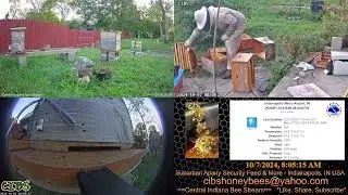 Blunders in Beekeeping, kinda sorting faile hive frames from extrated supers.