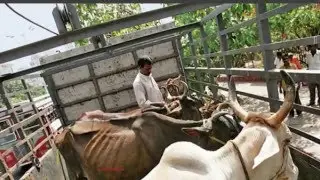 Maharashtra beef ban | Saved Cattle are Dying of Thirst and Hunger