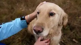 The Complete Guide to Labrador Puppies and How to Choose the Right One for You