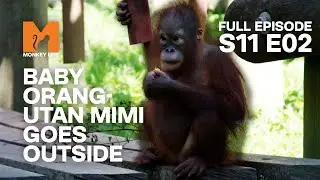 Baby Orang-utan Mimi's Next Steps | Season 11 Episode 2 | Full Episode | Monkey Life