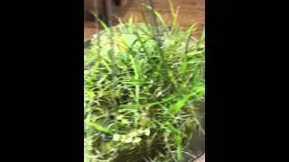 Dr Plants' World of Plants -the Magick of Science