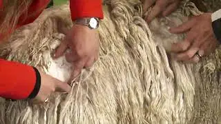Australian Alpaca Association National Show 2019 - Best White Suri
