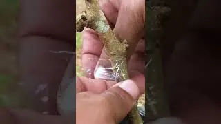 Mulberry Budding EP360
