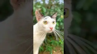 Cat meowing to attract cat ! Cat sound ! Cat voice ! Persian cat sound  ! Cat ! Cat videos ! Cats