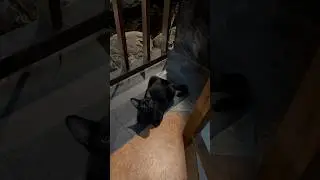 Cats in Bali Vol.3 #bali #balitrip #cat #catvideos #catlover #cats #catshorts #cutecat #cuteanimals