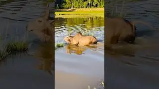 ষাড়টিকে ট্রেইনিং দেয়া হচ্ছে #heart #work #ytshorts #trending #bull #fight