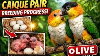 LIVE 🔴 Caique Parrot Pair Breeding Progress | Eggs Hatching & Baby Chicks 🥚🐣
