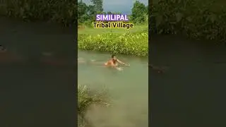 Similipal Tiger Resurve Forest || Similipal Wildlife || Similipal Tribal Village Tour Video
