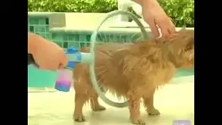 360 Pet Shower Tool