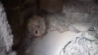 Dog survives wildfires in Greece by hiding inside outdoor oven