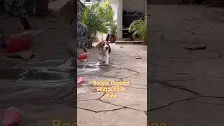 Beagle Puppies for sale in pune mumbai ✨️🔥 #puppy #beagle#dog #pets