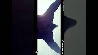 Animals Mart&iacute;n Garrix