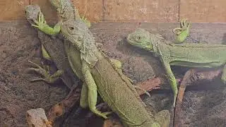 Animal's in pet zone, Kuwait. Very nice and veritys....