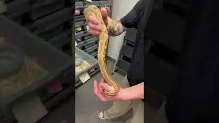 Motley Jungle RC Pastel het VPI