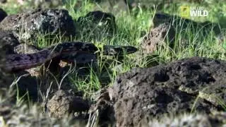 Video rare .  le serpent voit que le feu