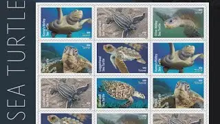 USPS releasing limited edition 'Protect the Sea Turtles' stamps