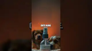 Quiet Comfort Five Nighttime Pet Care Hacks