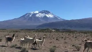*ANDEAN Traffic JAM* near San Pedro, San Pablo & Paniri Volcanoes