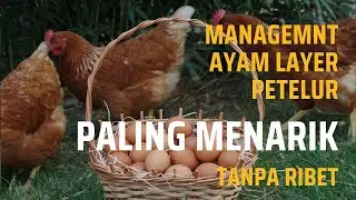 MANAGEMANT AYAM LAYER PETELUR