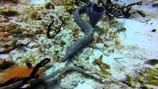 Moray eel hunting