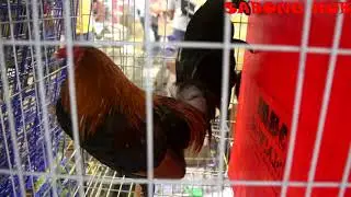 Escolin Brothers at International Gamefowl Festival
