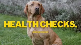 Hips, Elbows & Eyes: Dog Health Tests Explained