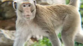 Real Jungle Life Nature of Wild Monkeys #forest #monkey #animals #monkey #4k #4kvideo #mountain #4k