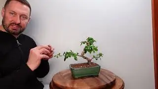 Carmona Bonsai (Fukien Tea) defoliation and quick trim.