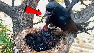 Drongo baby can't see the beak of mother!