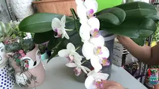 ?cómo fertilizar o abonar correctamente a las ORQUÍDEAS?