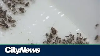 Should Torontonians be worried about a surge in bedbugs?
