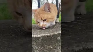 a ginger cat eating on the fence please subscribe