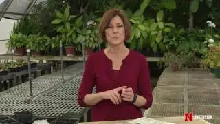 Mail Order Plants