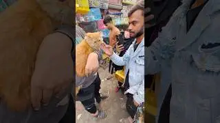 ( Street car￼ sellers ) #cats #shorts #turtle #fish