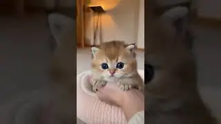 This Kitten Is Too Cute to Handle Watch This Adorable Playtime #cute #kittens #pets