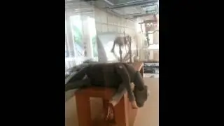 Paul Spooner Flogging a dead horse automaton