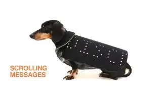 Disco Dog   The smartphone controlled LED dog vest