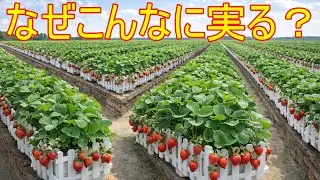 小さなベランダだけでいちごが豊作に！家庭菜園の工夫
